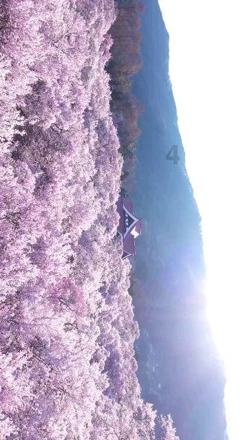 春雨直播app